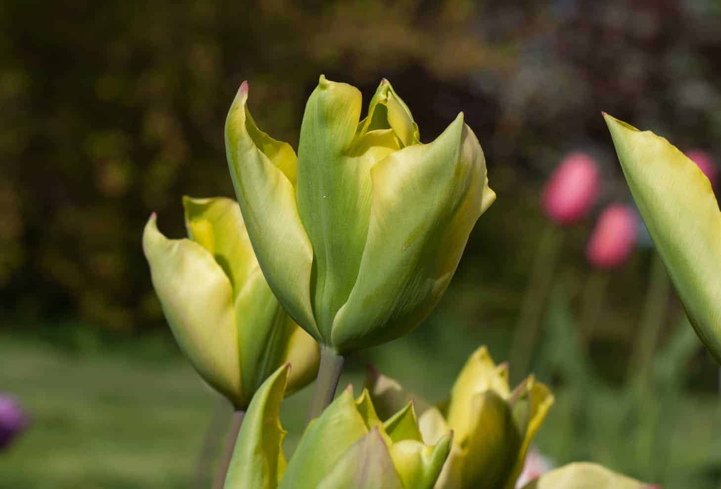 tulipa_formosa_3